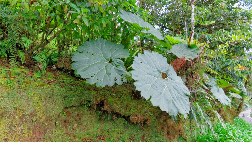 01 - Volcan Poas (09) Gunnera Insignis.jpg